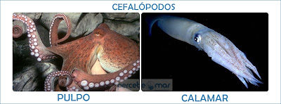 Moluscos cefalópodos