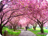 Gambar Wallpaper Pemandangan Bunga Sakura