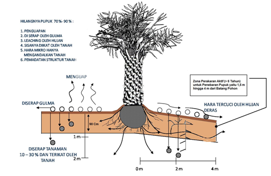 Proses Hilangnya pupuk pada tanaman sawit