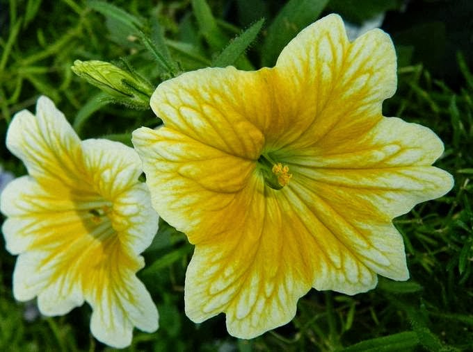 Flower Homes Painted Tongue Flowers