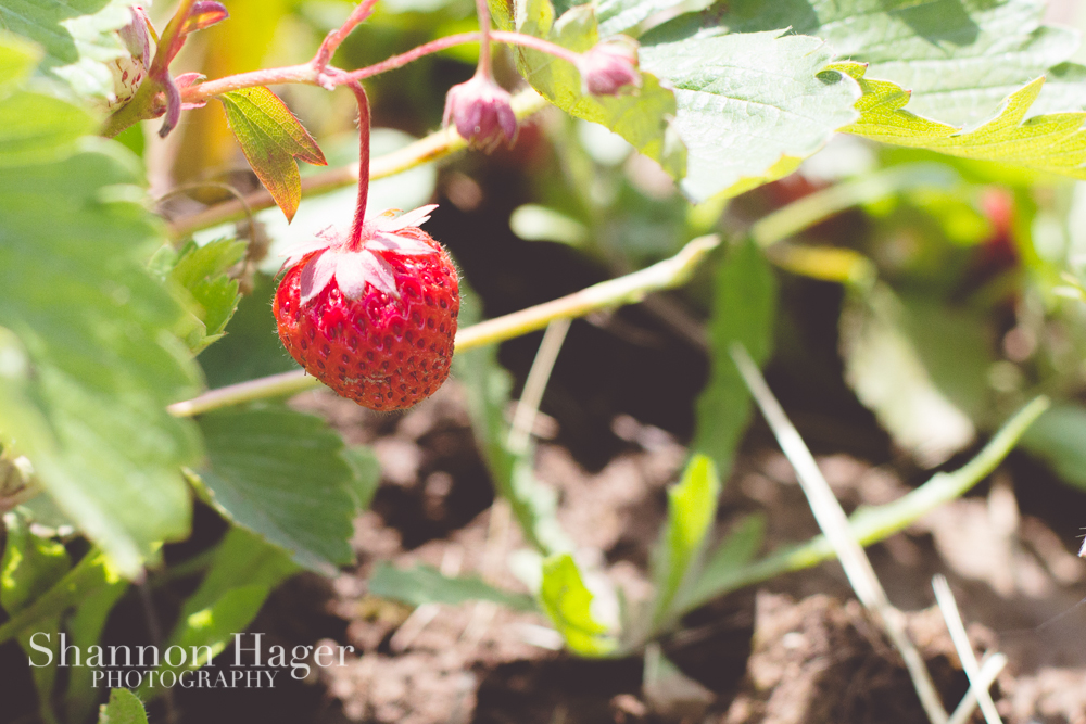 Enjoying Life With 4 Kids Portland June 2013 Strawberry Picking