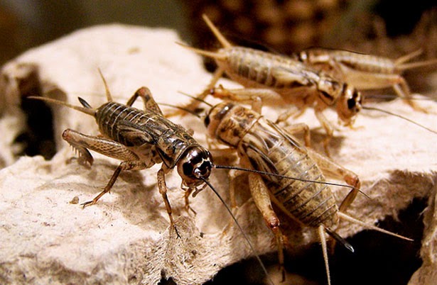 Peluang Bali Budidaya Ternak Jangkrik