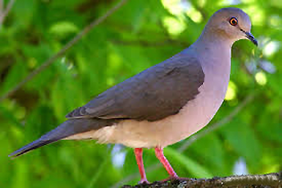 Bellas Aves de El Salvador Leptotila verreauxi (paloma rabo blanco)