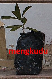 Bibit Mengkudu