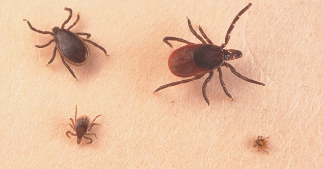 jackson lab tick borne disease doxy jackson lab tick borne disease doxy