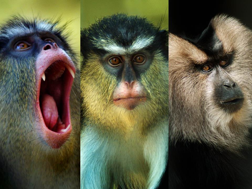 3+monkeys.jpg