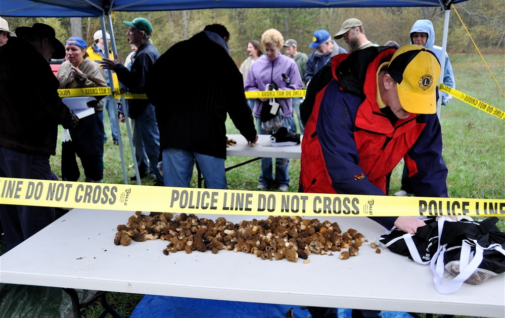 Morel Festival In Wisconsin at Laura Gallagher blog