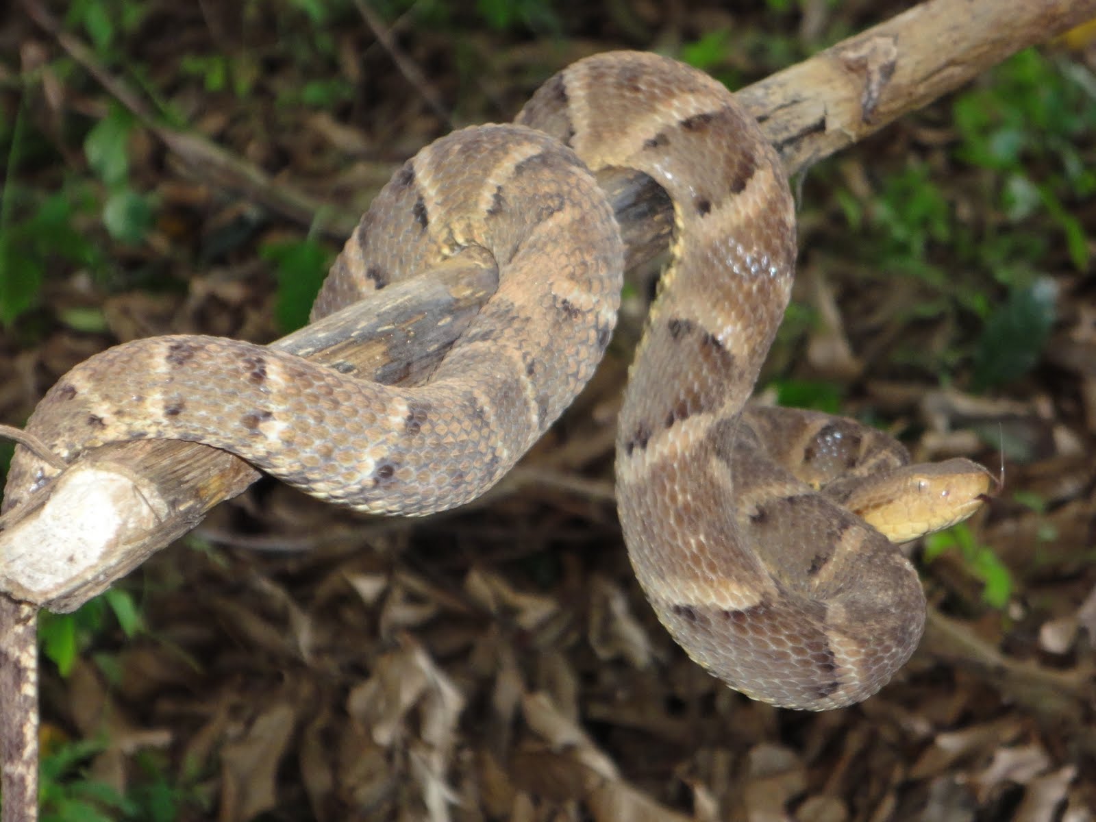 BRAZIL NATURE: COBRA JARARACUÇÚ DO PAPO AMARELO (NOME CIENTÍFICO