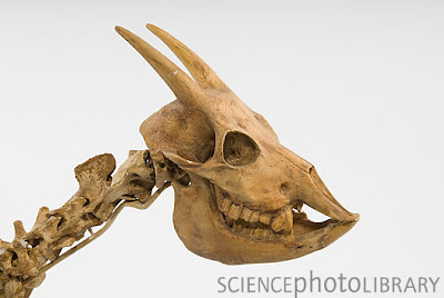 Myotragus skull