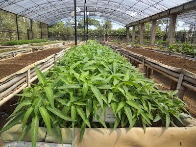Membuat kebun organik untuk Pemula Membuat kebun organik untuk Pemula