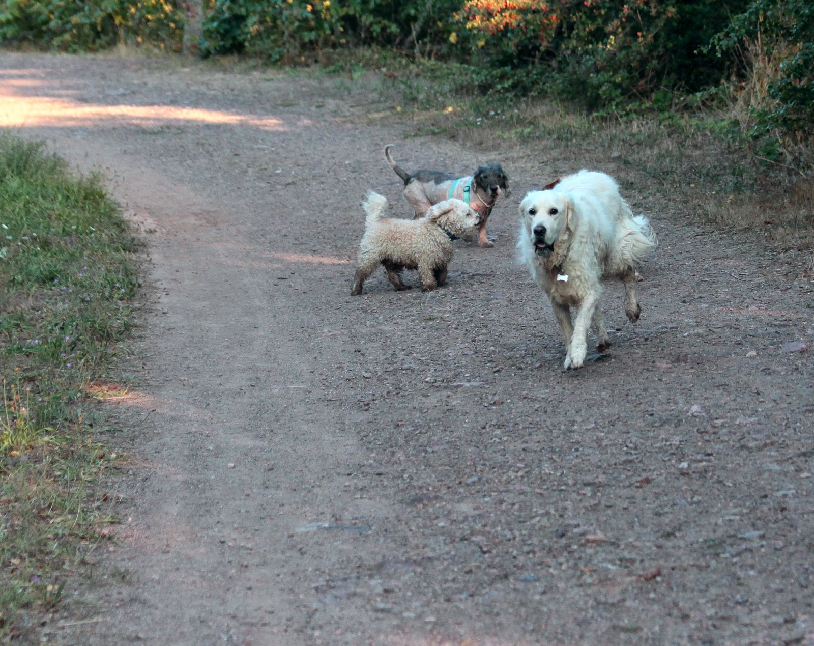 rencontre basset hound