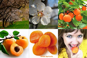 Apricot Farming Business