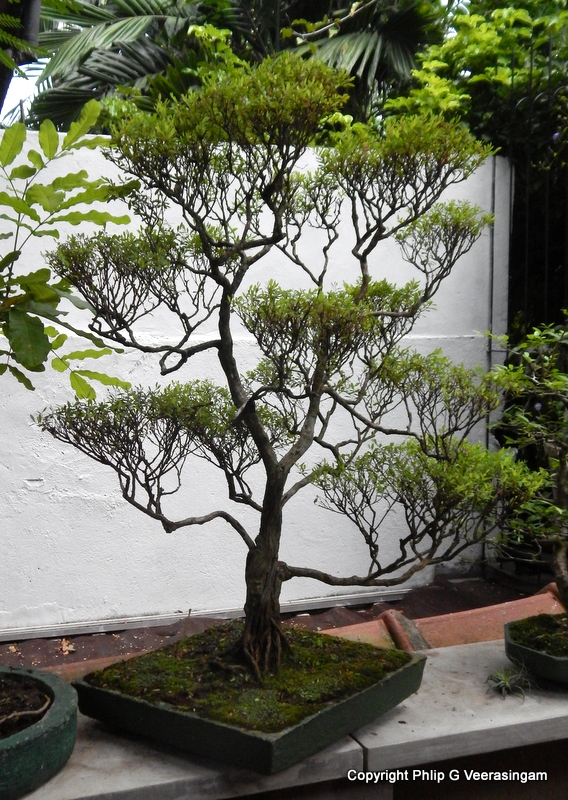 philipveerasingam A 'bonsai' plant at 'Duru's, Colombo, Sri Lanka.