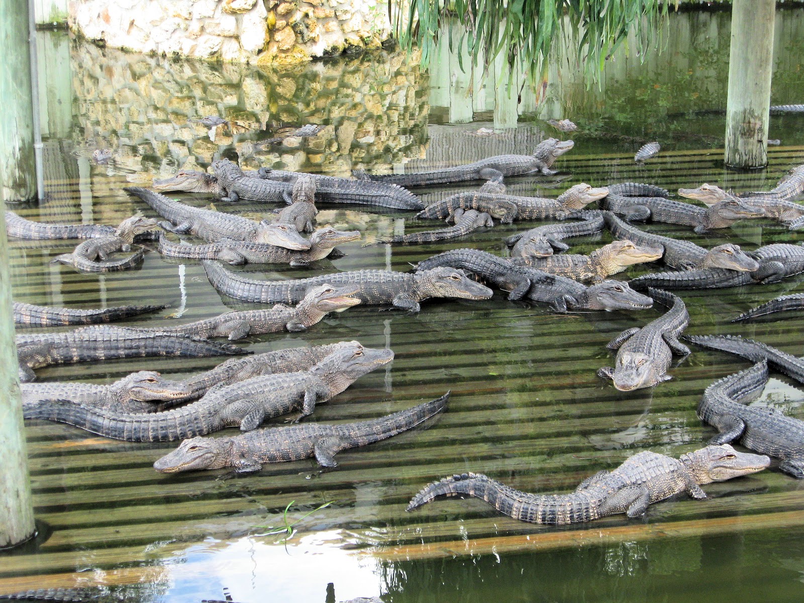 The Cranky Pumpkin Gatorland, Part One