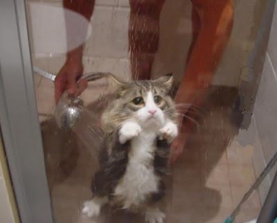 Bath Cats And Dogs Home Dogs Bath Cats And Dogs Home Dogs