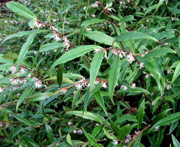 Winter Gem Boxwood Leaves Turning White And Yellow Backyard