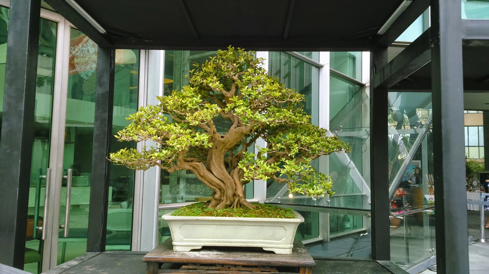 AwardWinning Bonsai Pieces on Display at Ayala Museum Aci Girl
