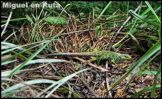 Lagarto-Ocelado-Albarracín-Teruel