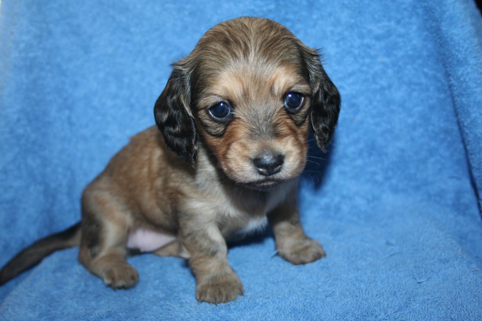 4 week old dachshund puppies