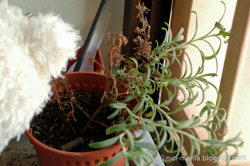 rosemary plant care rosemary plant care
