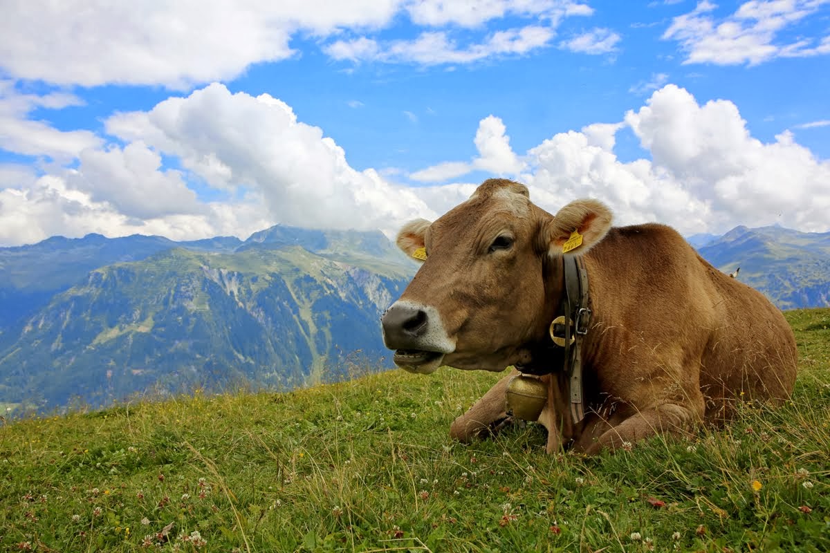 Zum Lädchen