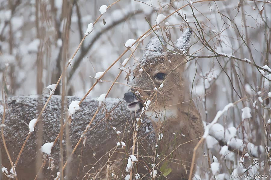 Country Captures Deer Season Ends in Snow
