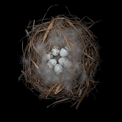 [Image: bird-nests-sharon-beals-24.jpg]