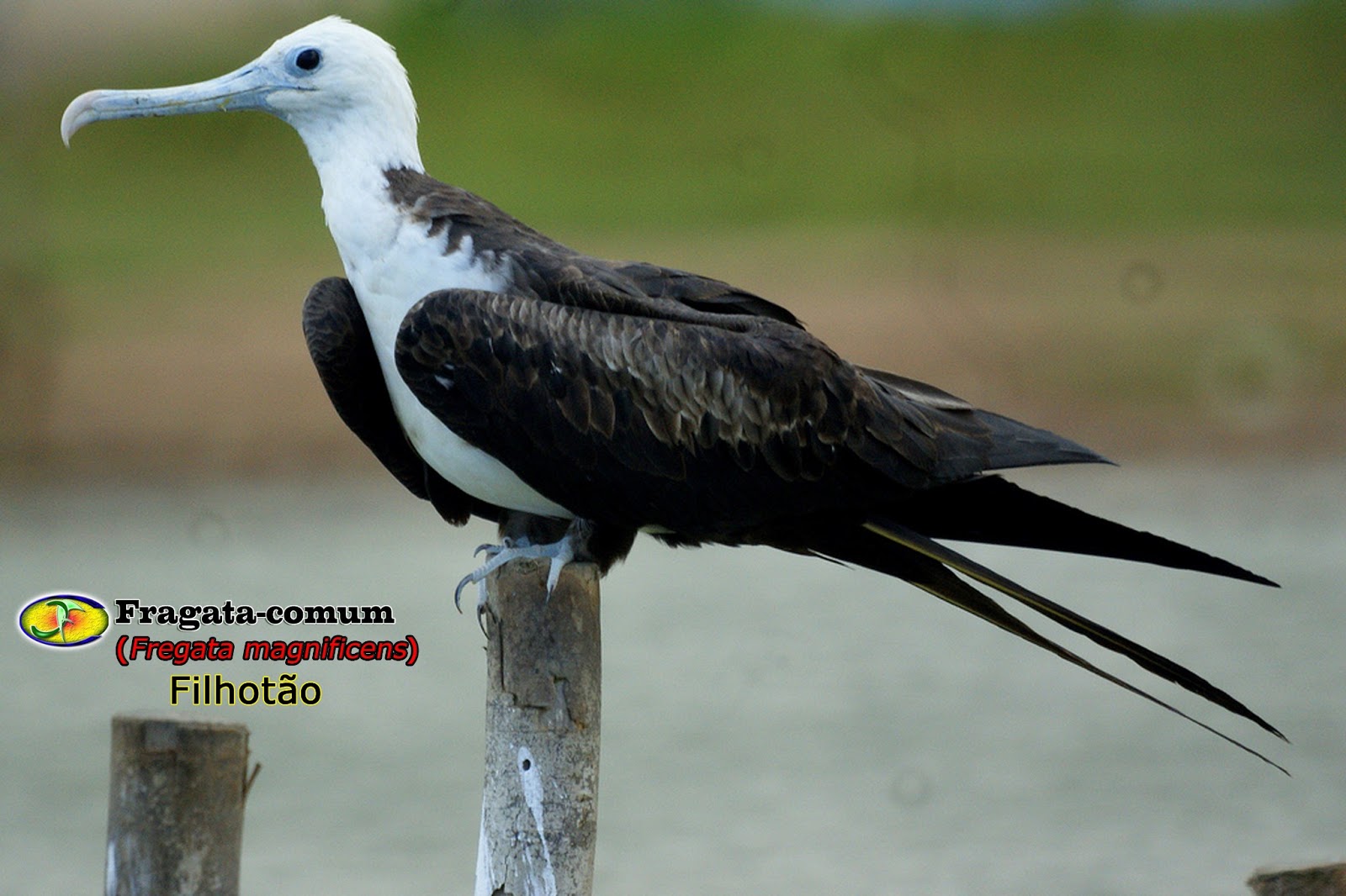 Zoologia (Fregata magnificens)