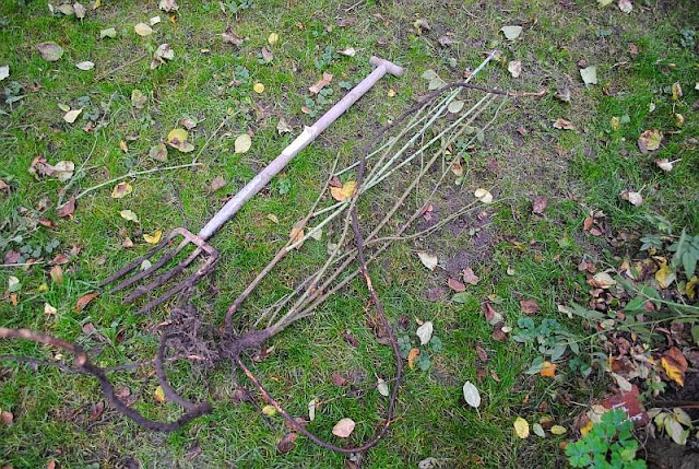 [Bild: Albarose_20131023.jpg]