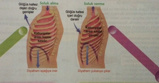 6 sinif fen bilimleri 3 2 soluk alma olayi ve soluk verme olayi