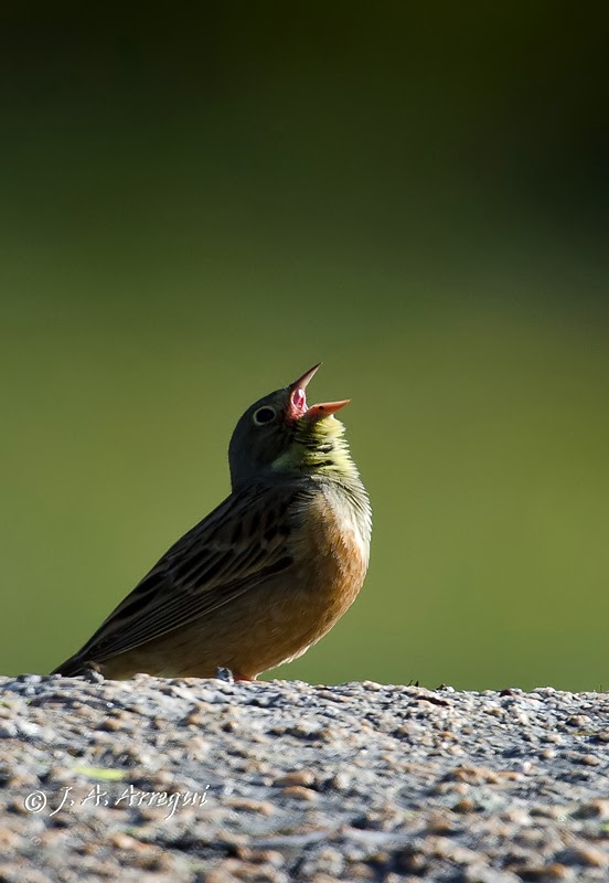 Escribano hortelano, Emberiza hortulana, Ortolan Bunting Escribano hortelano, Emberiza hortulana, Ortolan Bunting