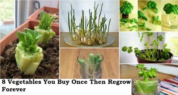 8 Vegetables You Buy Once And Regrow Forever ! How To Grow Them? Here Are Some Full Tips! 8 Vegetables You Buy Once And Regrow Forever ! How To Grow Them? Here Are Some Full Tips!