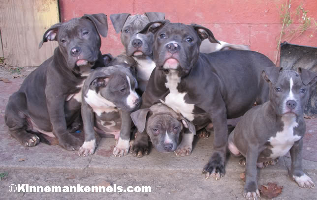 Blue Nose Pitbulls