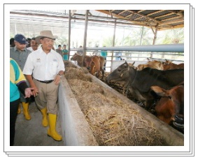 Bukan Doktor Veterinar Penternakan Lembu Fidlot