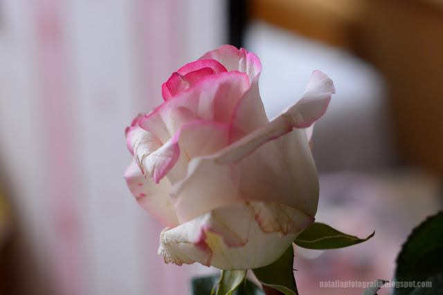 DSC_1782.JPG