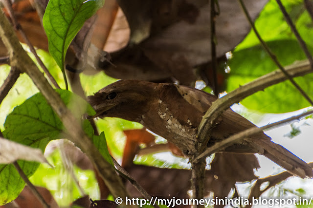 Thattekad Srilankan Frogmouth