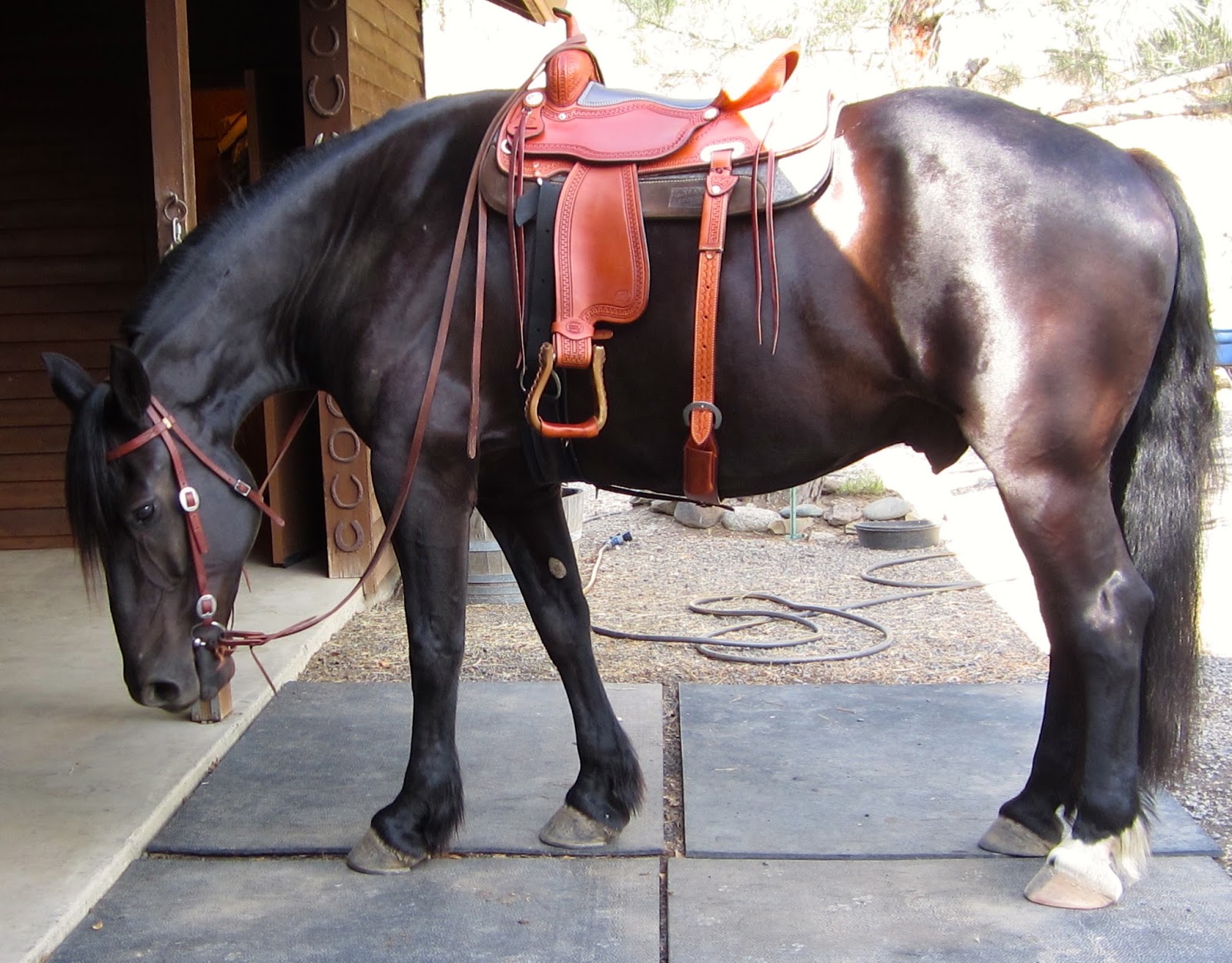 Frogpond Chronicles Big Horse Small Saddle