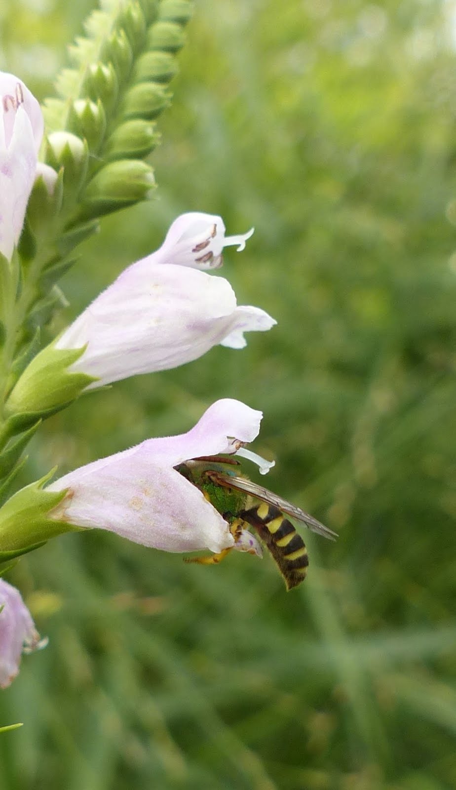 Agapostemon splendens pollinating False Dragonhead (Physostegia virginiana)