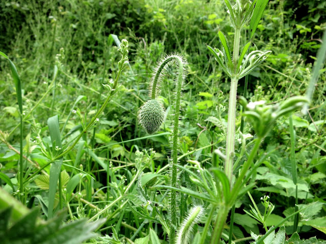 Bent poppy head with grass and other hedgerow plants.