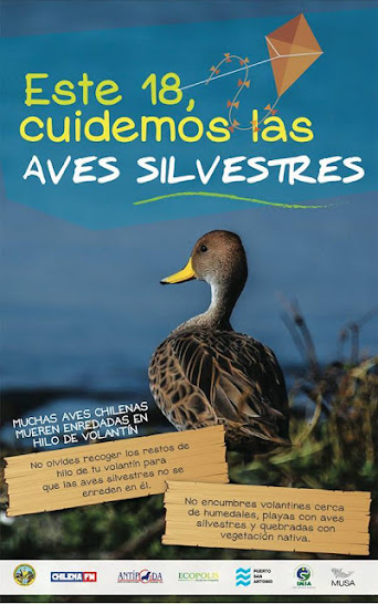 RECOGE TU HILO DE VOLANTIN Y SALVA A LAS AVES SILVESTRES