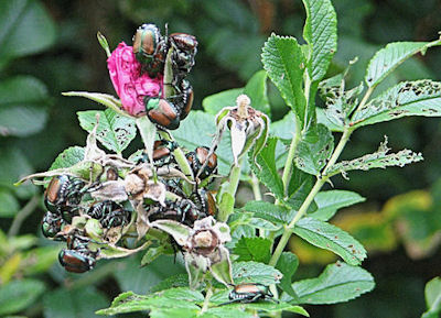 japanese beetles rid beetle rose infestation pasture herb gardener getting know need devouring horticulture yard ctc