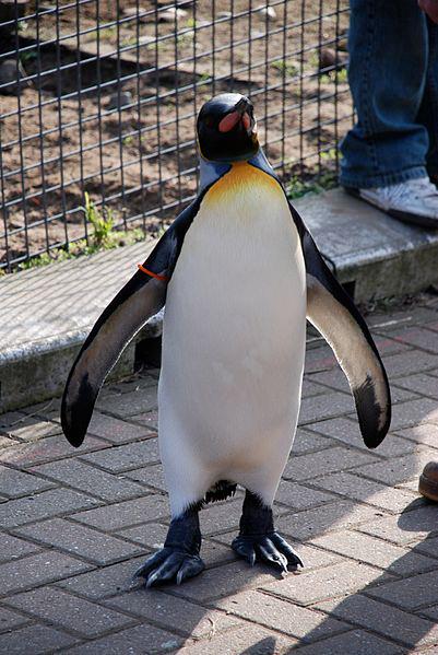 Unbelievable Facts: The Norwegian Army Has Knighted A Penguin.