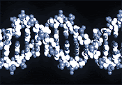 Cadena del Genoma