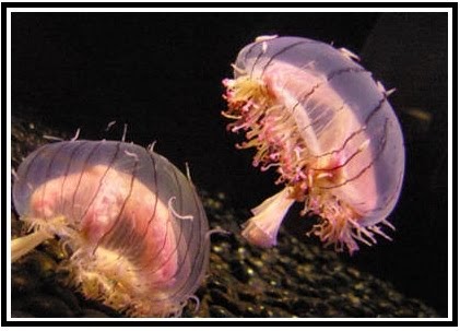 Camciicamcioo S Coelenterata