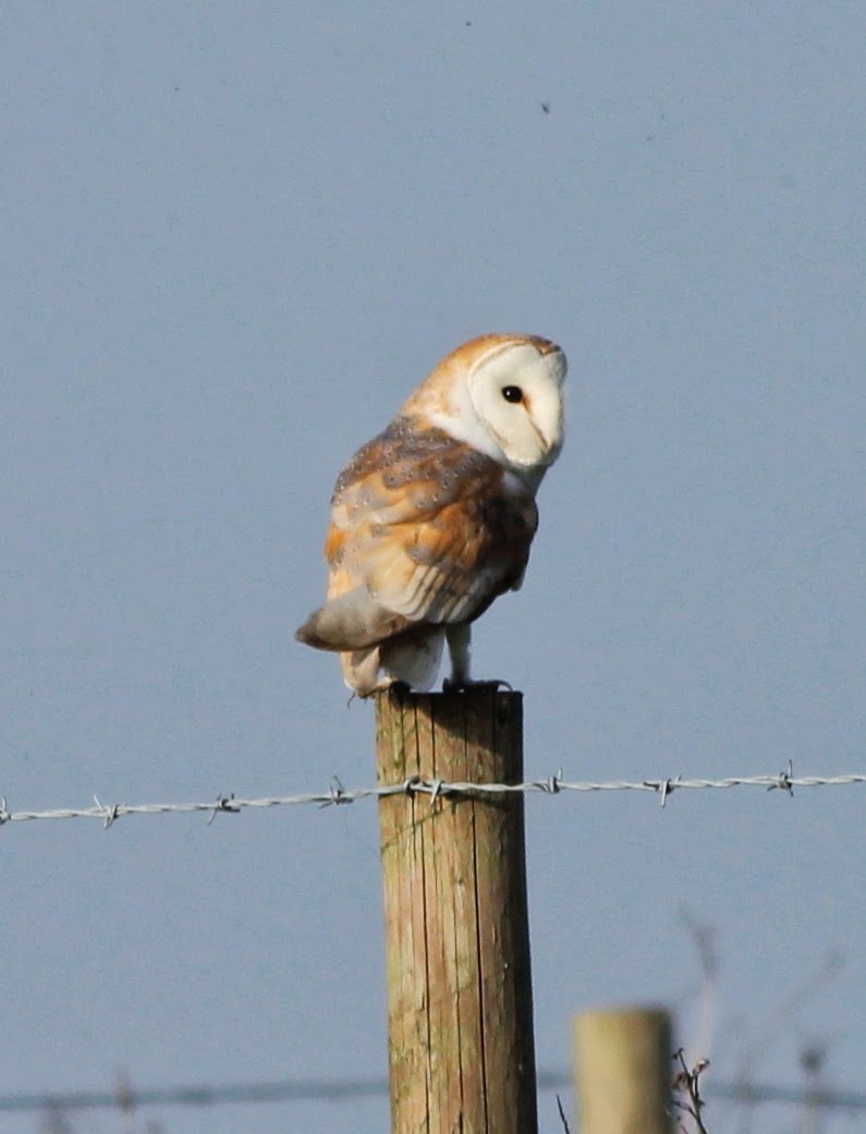 Timbobaggins Abroad Barn Owl Gores And Swallows Field Vole A