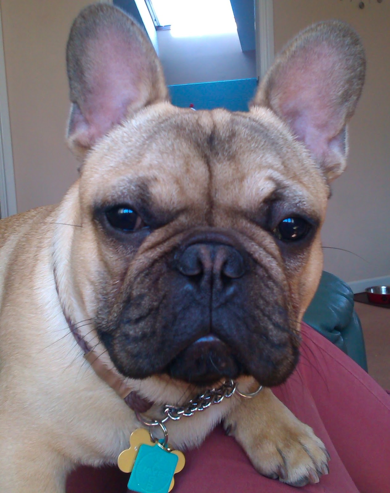 Why Is My Dogs Nose Pink Instead Of Black