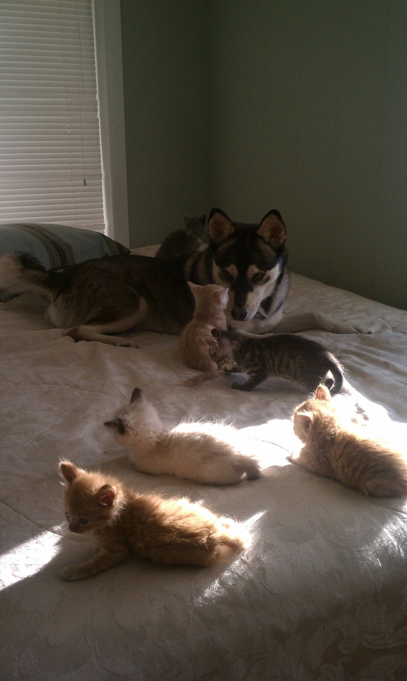 Cats And Ducks Get Along Cats And Ducks Get Along