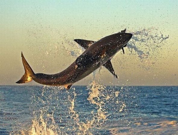the great shark hunt review the great shark hunt review