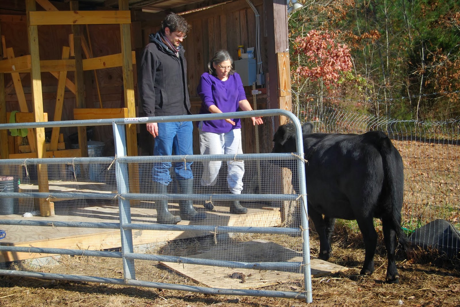 Adventures on Zephyr Hill Farm JeanMarc the Dexter Dairy Man
