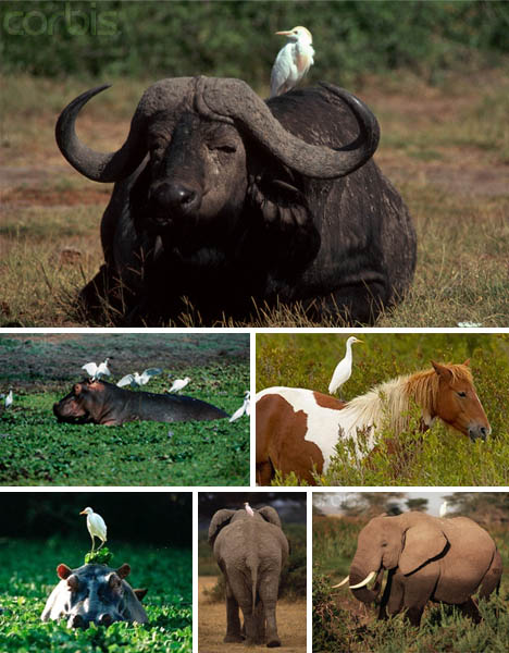 Fauna Gue 7 Simbiosis Mutualis Binatang Yang Terjadi Di Daratan